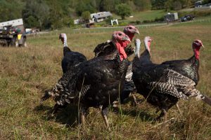 Turkeys at Franny's Farm in Leicester, North Carolina